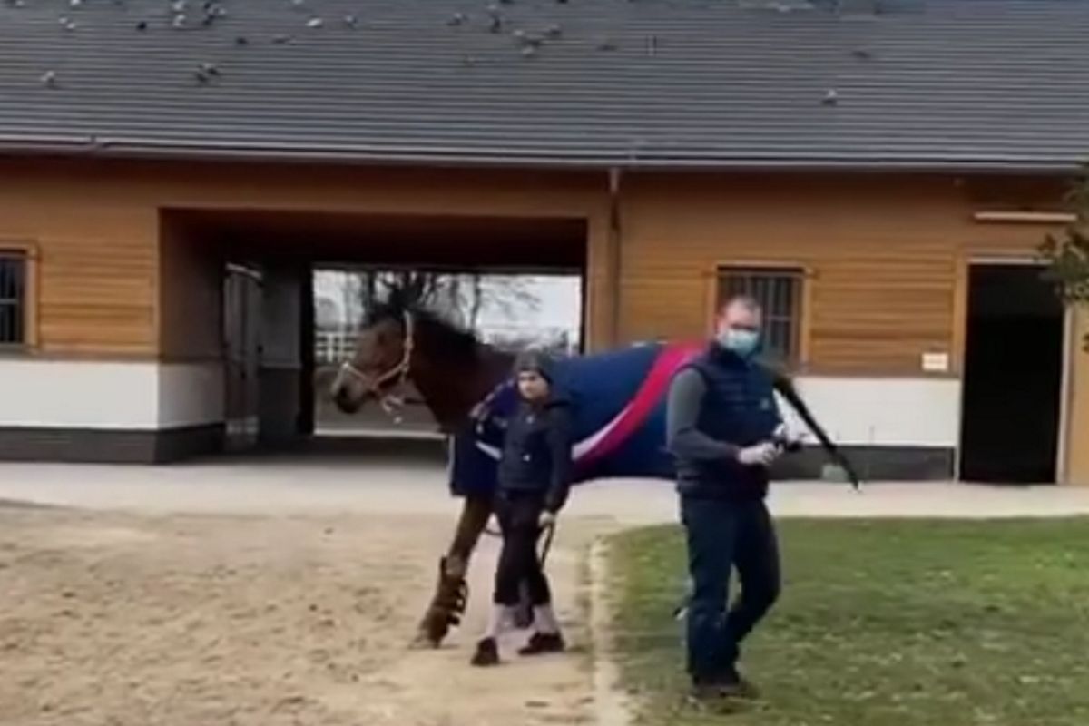 Martyna Dubieniecka z nowym koniem