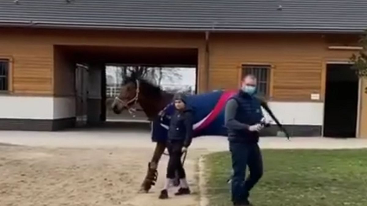 Martyna Dubieniecka z nowym koniem