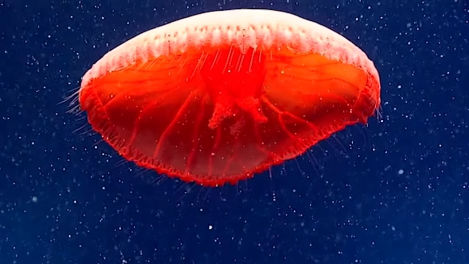 Krwistoczerwona meduza