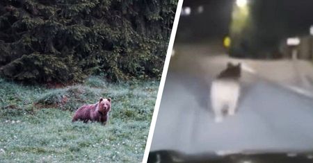 Niedźwiedź zaatakował mężczyznę w Bieszczadach. "Szarpał i gryzł"