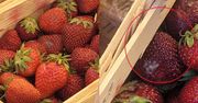 Tanie truskawki? Zobaczcie, co zastała na bazarze. "Jak tak można"