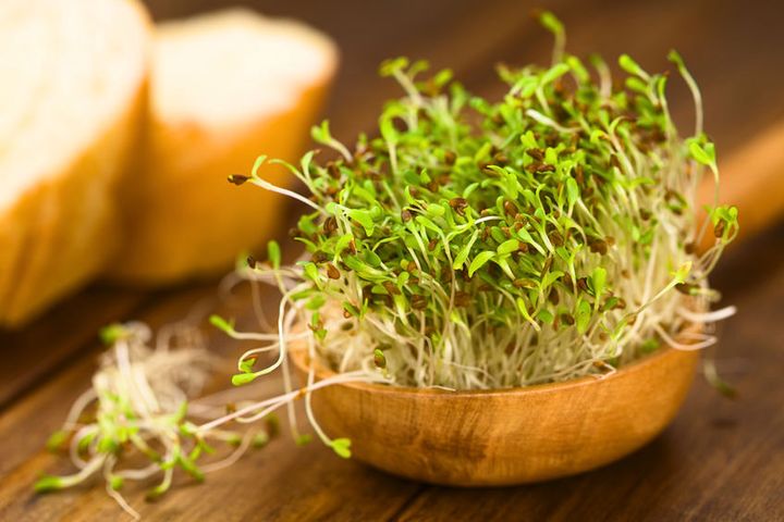 Kiełki lucerny, czyli młode korzonki rośliny, są smaczne i bardzo zdrowe