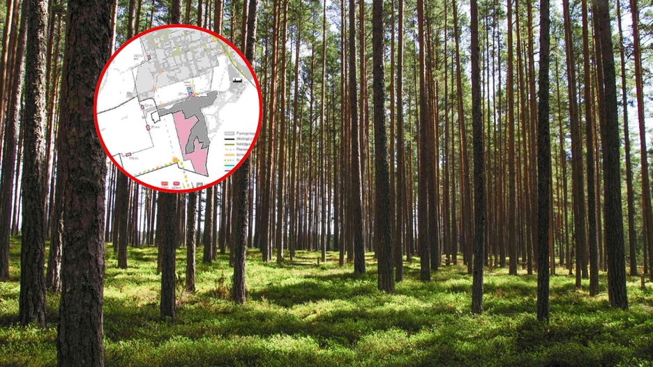Wycinka lasów w Stalowej Woli wstrzymana