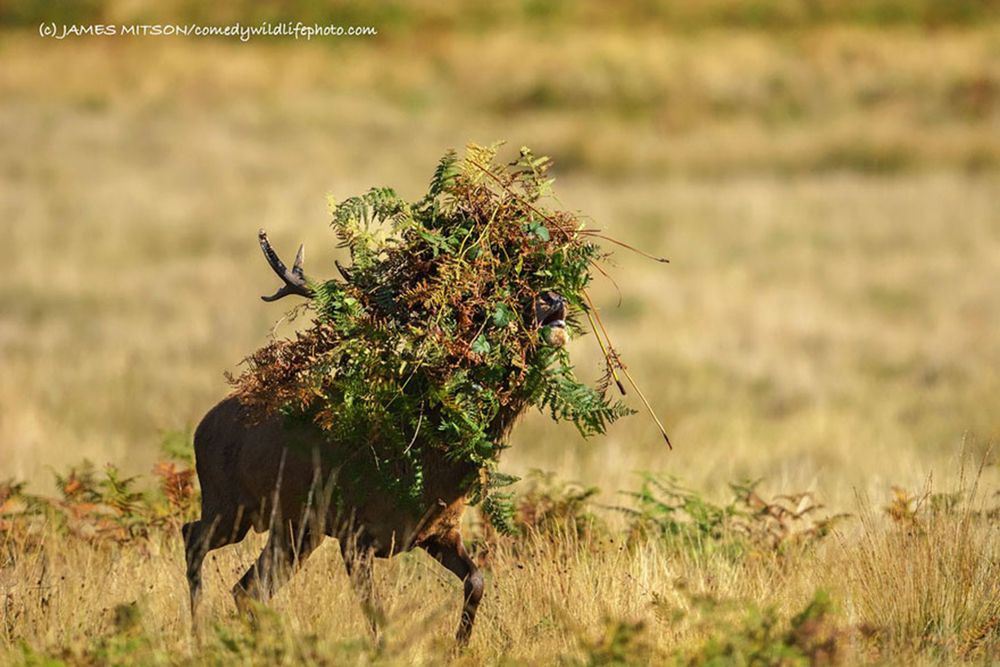 Najzabawniejsze zwierzaki konkursu Comedy Wildlife Photography Awards 2016 28