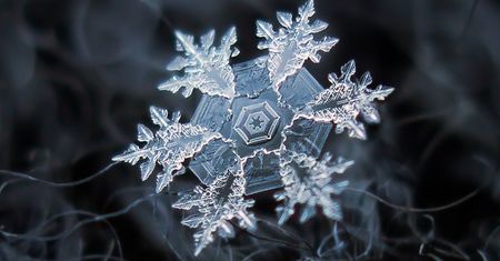 Niskobudżetowa fotografia makro Alexeya Kljatova