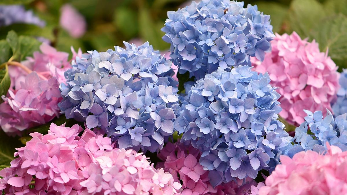 Jak rozmnażać hortensje ogrodowe i bukietowe?
