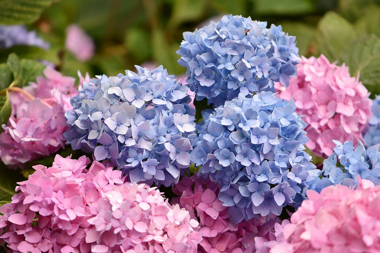 Propagate your garden's beauty: September tips for hydrangeas