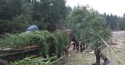 Ogromne zaskoczenie! Tylko 49 zł za 3,5-metrową choinkę