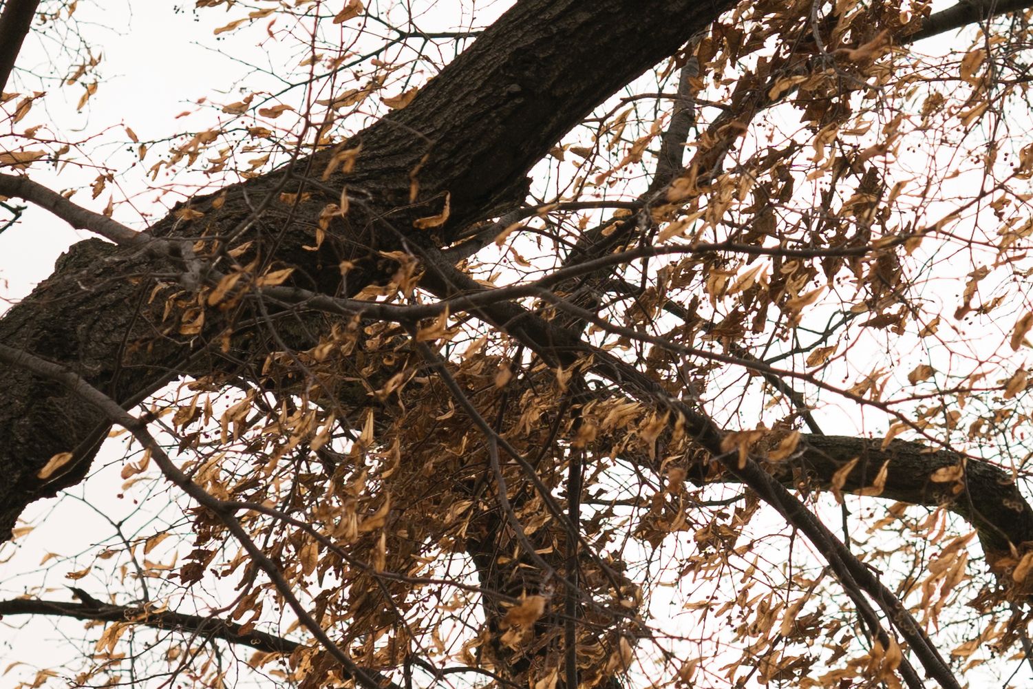 Zeiss Batis 85 mm f/1.8 - test portretówki do Sony A7 23