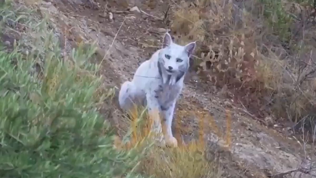 Niezwykłe zdjęcia rysia iberyjskiego