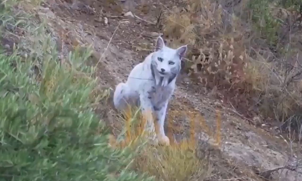 Pierwsze takie zdjęcie na świecie. Fotograf uchwycił niezwykłego rysia