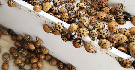 Dziwne biedronki. Możesz spotkać ich wiele w swoim domu