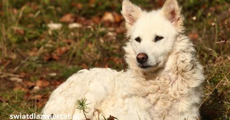 Mudi – owczarek węgierski