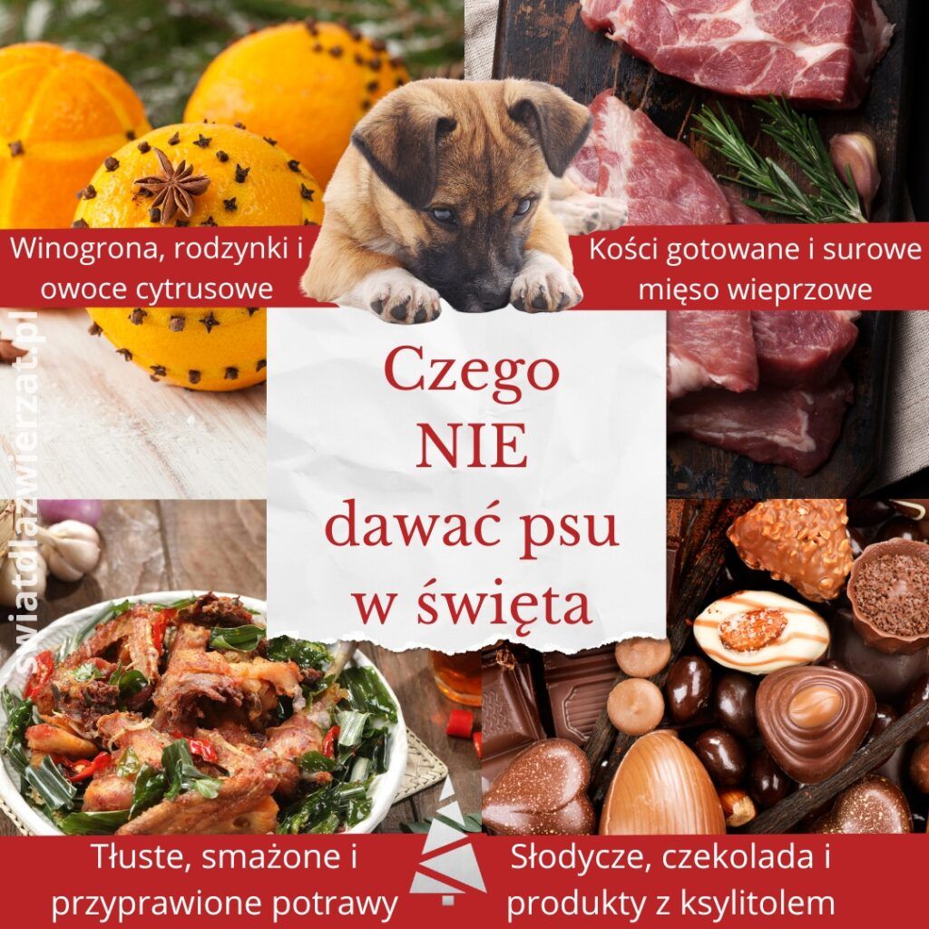 czego nie dawać psu w święta