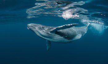 Rekordowa migracja. Humbak przepłynął trzy oceany w poszukiwaniu miłości