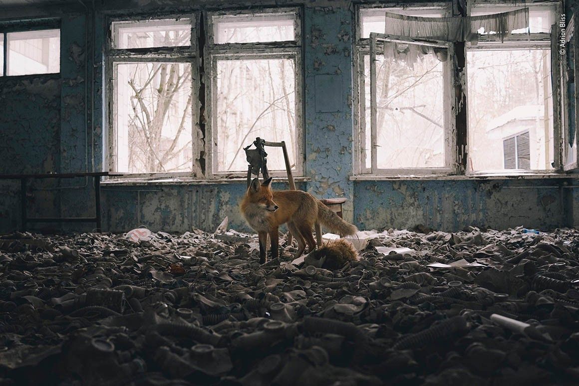 Wildlife Photographer of the Year 2018 - zobacz najlepsze zdjęcia z konkursu 10