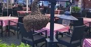 Warszawa. Rój pszczół zagnieździł się w restauracji. Straż miejska pokazała zdjęcie
