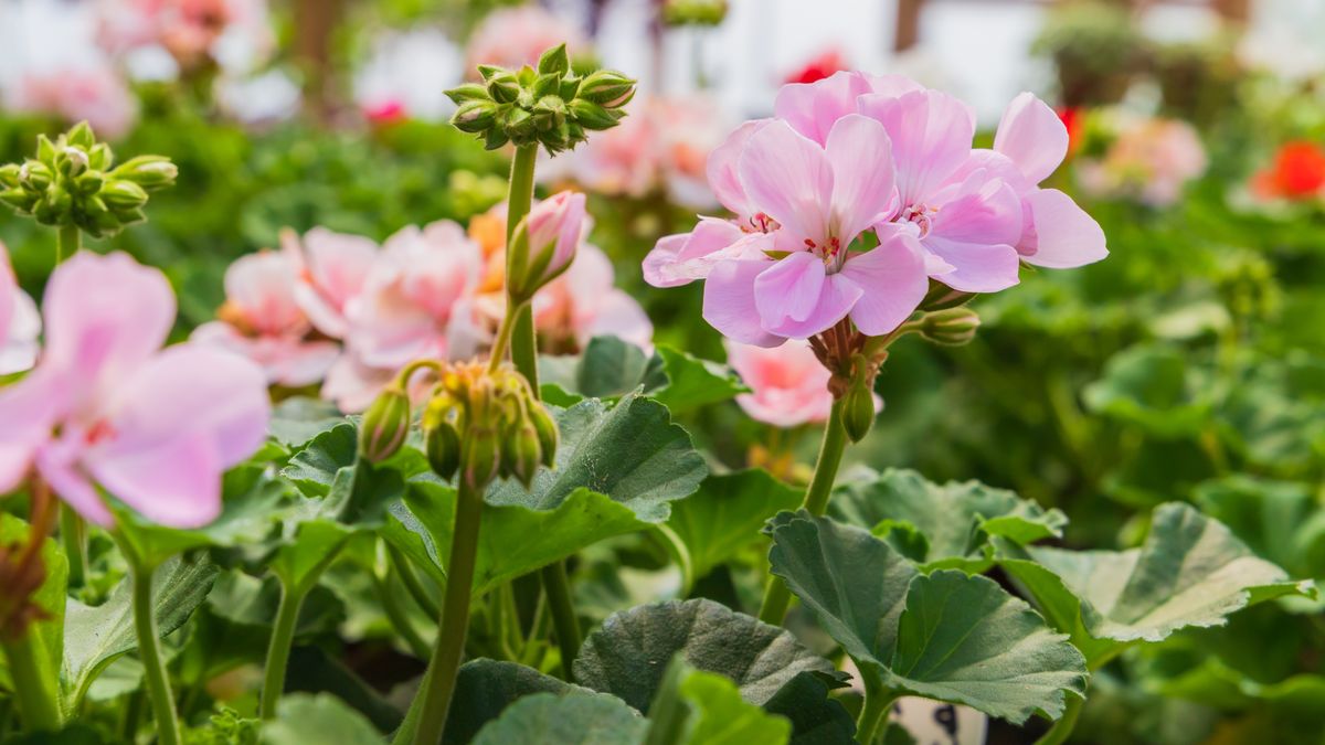Zimowanie pelargonii