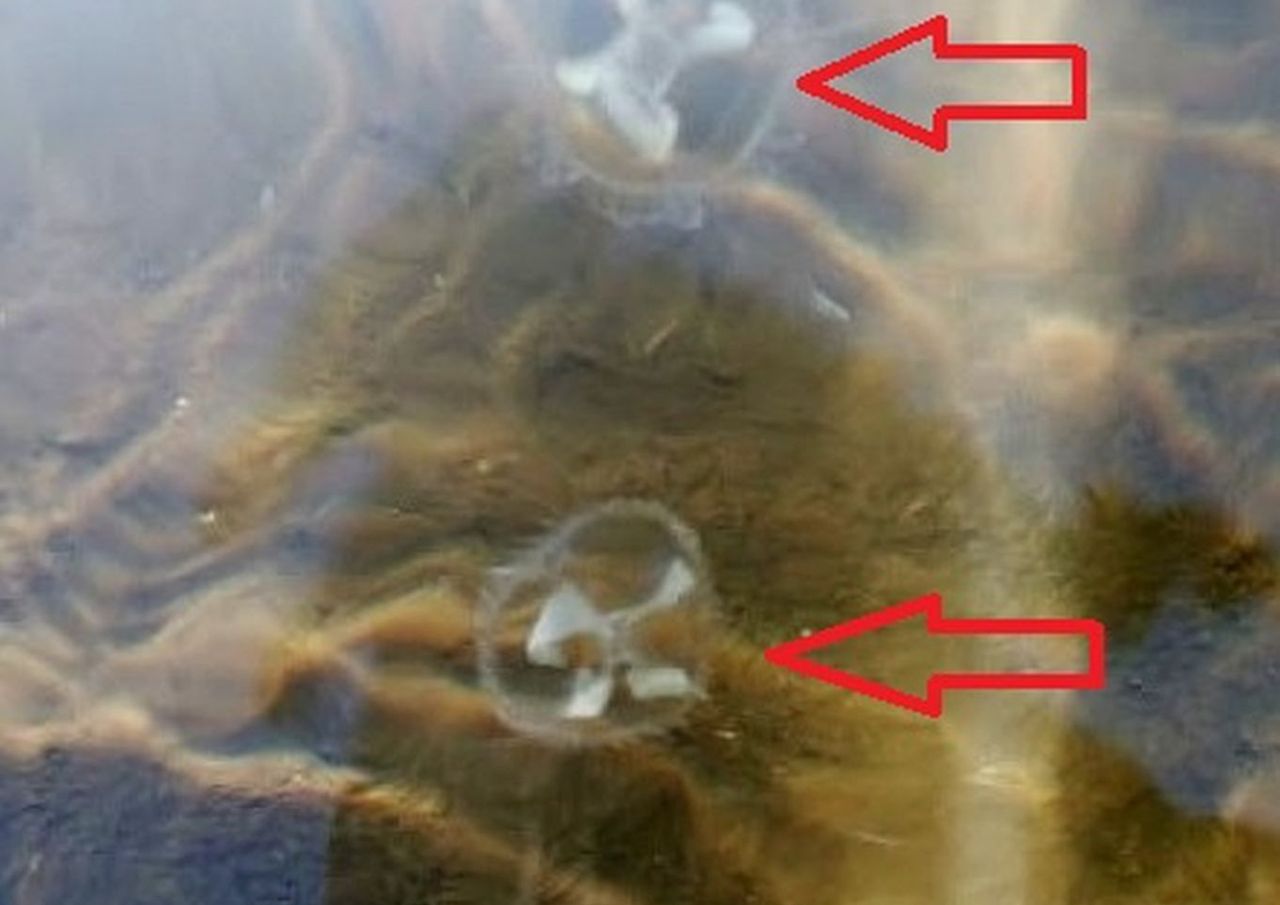 Invasively cloning jellyfish colonizing British Columbia lakes