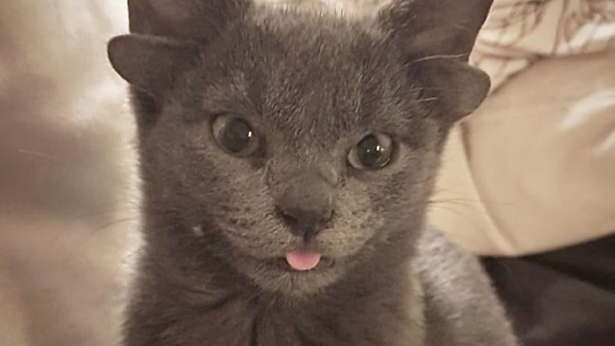 Kociak ma dwie pary uszu 