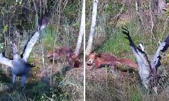 Dramat w gnieździe. Lis kontra żurawie