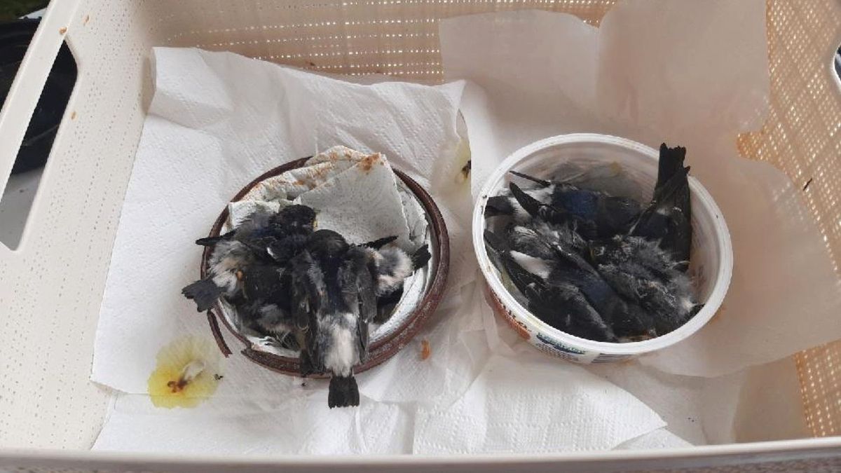 Martwe pisklęta jaskółek