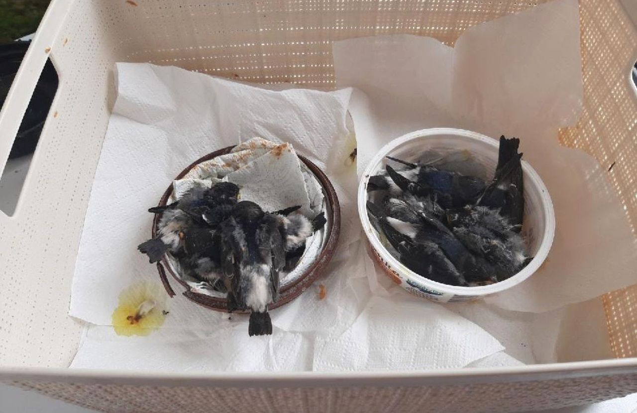 Zniszczono gniazda jaskółek i zabito pisklęta. Są podejrzani