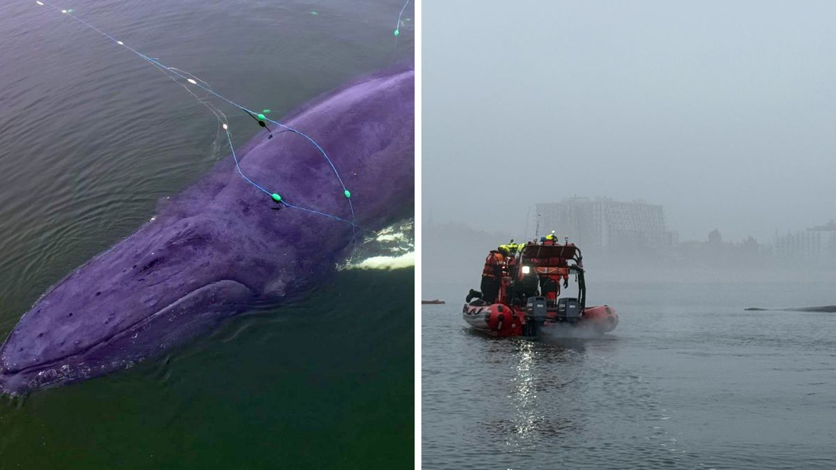 Humbak na Bałtyku zaplątał się w sieci rybackie w okolicy Między