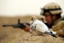 Amerykanie bombardują Bagdad, świat protestuje