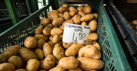 Załamanie na rynku ziemniaków. Drastyczna korekta ceny