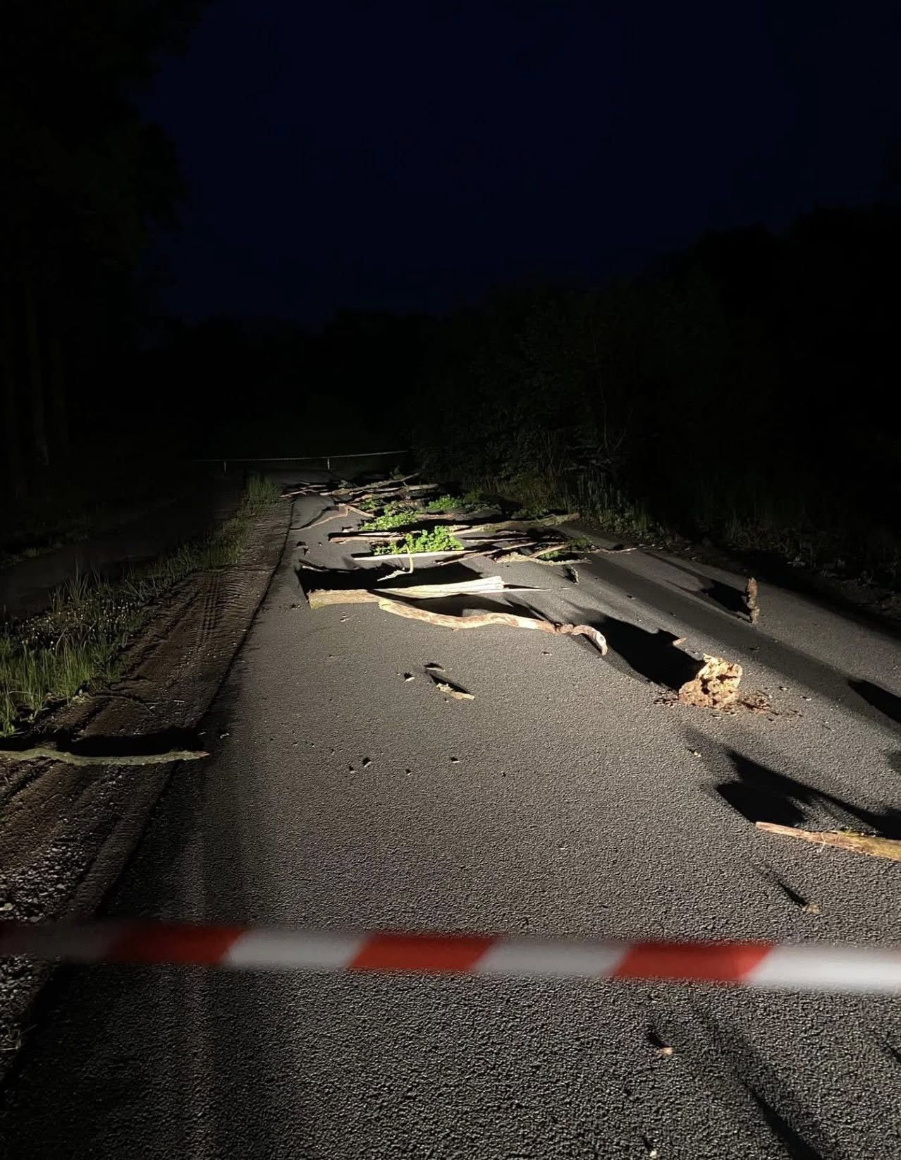 Gałęzie na drodze 