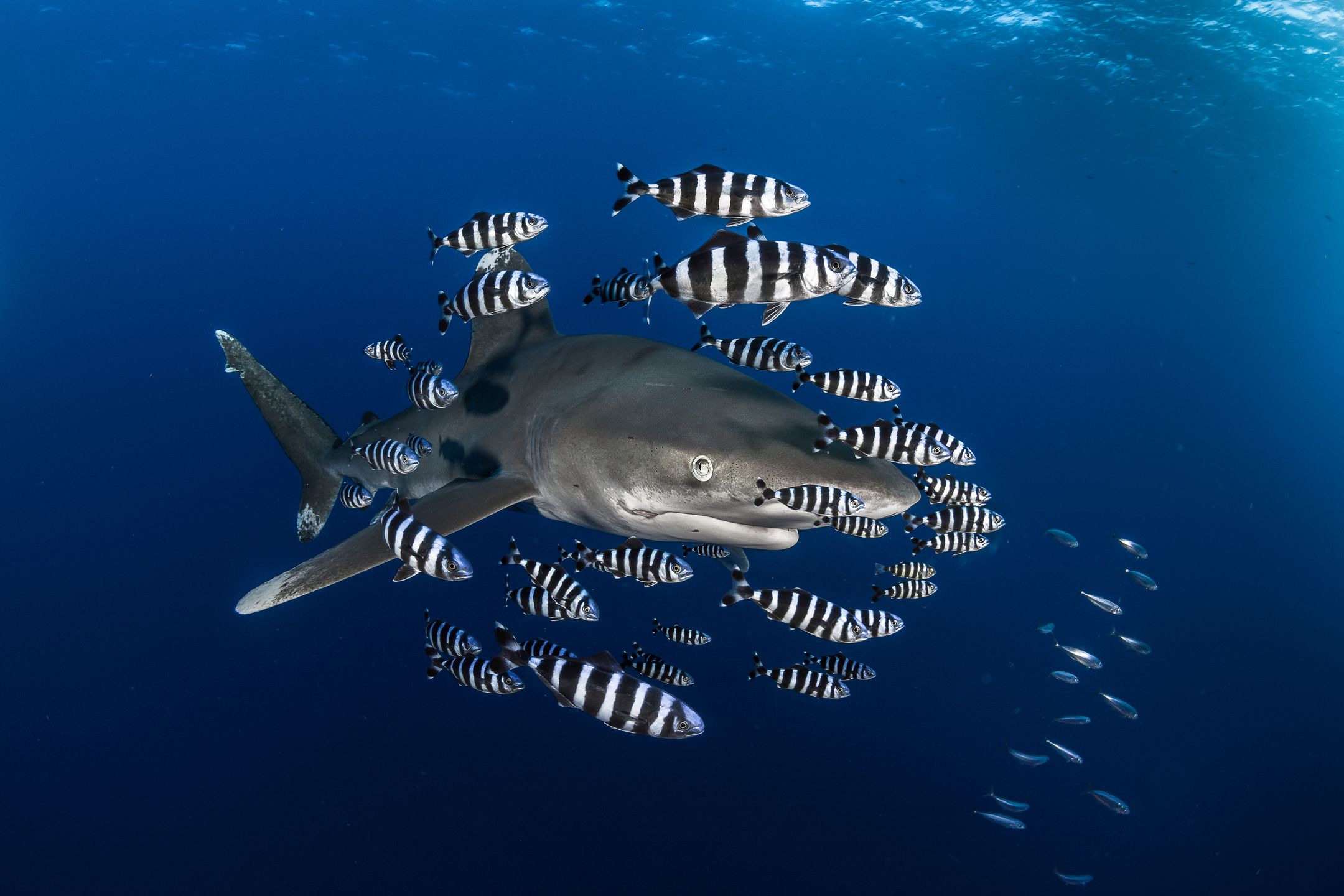 Underwater Photographer of the Year 2018 - niesamowity podwodny świat na wyciągnięcie ręki 15