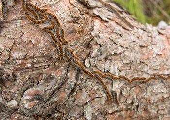 Niebezpieczny owad w europejskim kraju. Zagraża zwierzętom i ludziom
