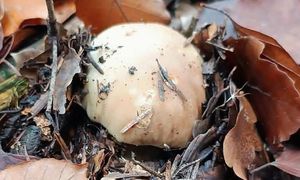 Poszła na grzyby w grudniu, pokazała efekty. "Zazdroszczę"