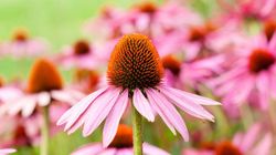 Jeżówka - skład, zastosowanie dawniej, zastosowanie dziś, działanie i dawkowanie, wpływ na odporność, wskazania