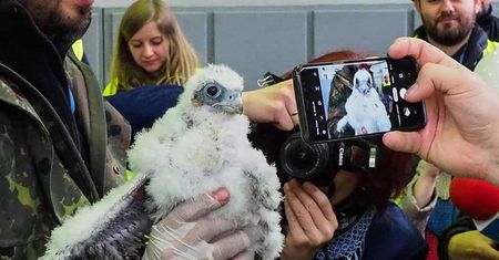 Młode sokoły zostały zaobrączkowane. Wróciły do gniazda na kominie lubelskiej elektrociepłowni