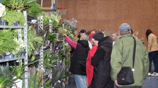 Piła: Trwa Festiwal Roślin. Jest nie tylko zielono. Jest kolorowo