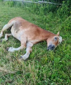Wrocław. Okropne cierpienia konia. Zwierzę zostało odebrane byłemu dyrektorowi ZOO