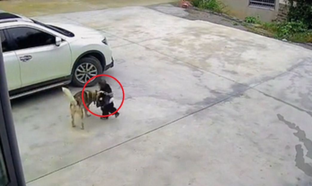 Pies odepchnął dziecko od samochodu