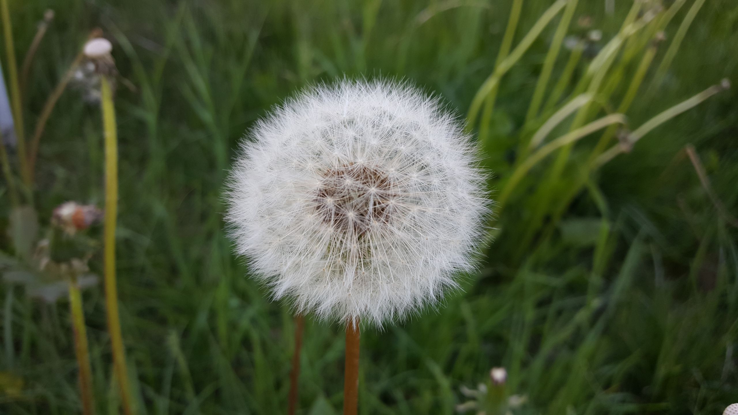Samsung Galaxy S6 – test fotograficzny 35