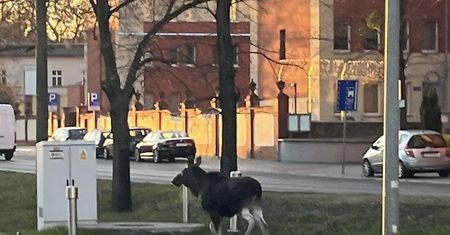 Spacerem przez miasto – dwa łosie zawitały do centrum Bydgoszczy