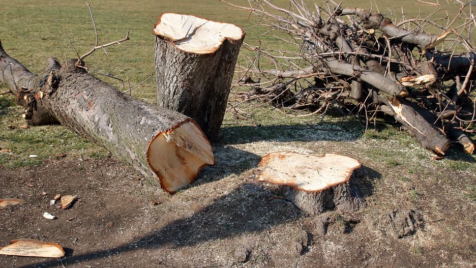Czy można wyciąć suche drzewo na działce?