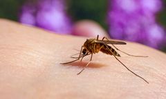 Grozi nam plaga komarów? Ekspert alarmuje: Pogoda idealna