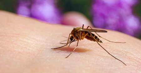Grozi nam plaga komarów? Ekspert alarmuje: Pogoda idealna