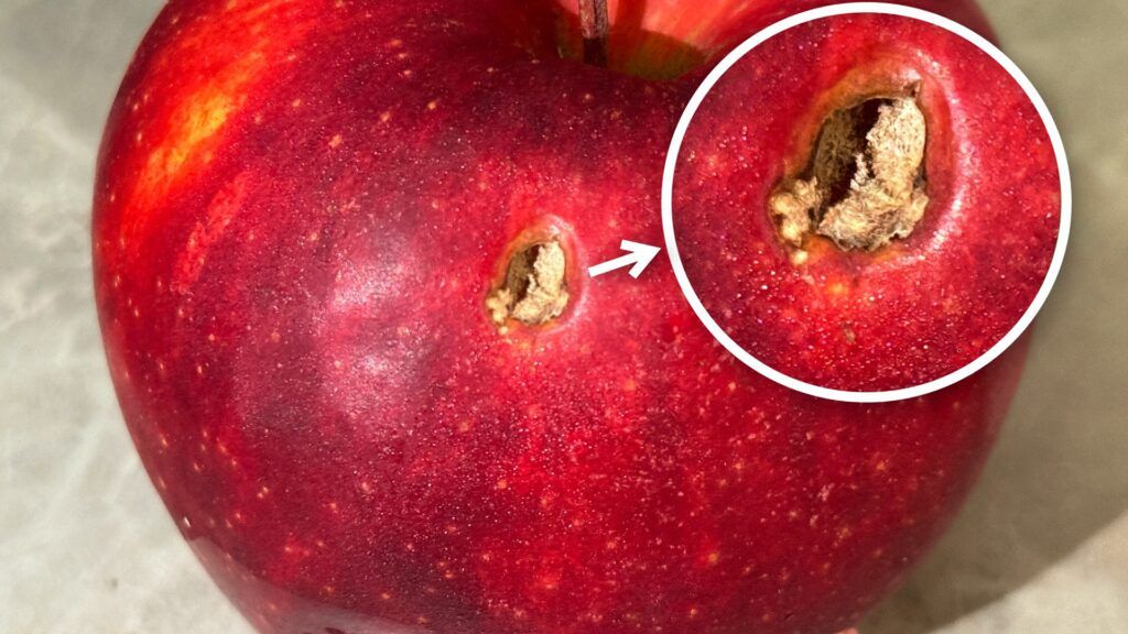 Mała pleśń na jabłku – odkroić i zjeść czy lepiej wyrzucić?