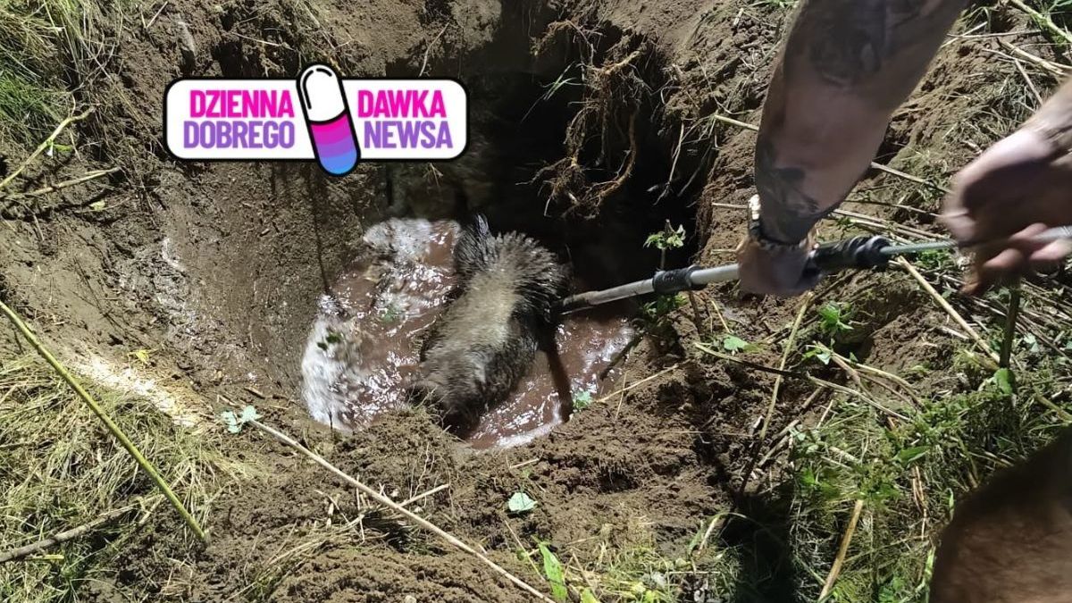 Strażacy uratowali dzika