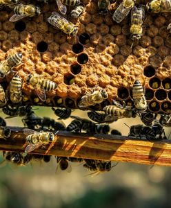 Pszczoły mogą wyginąć szybciej, niż nam się wydaje. Paweł Kukiz już stracił pszczelą rodzinę