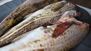 Trafisz na nią tylko przypadkiem. Ta ryba to świetne wsparcie dla mózgu i tarczycy