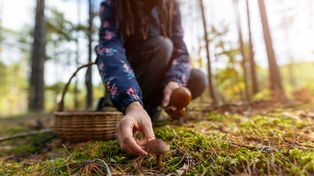 Rumuni "czyszczą" polskie lasy z grzybów? Służby: przywożą ich o świcie