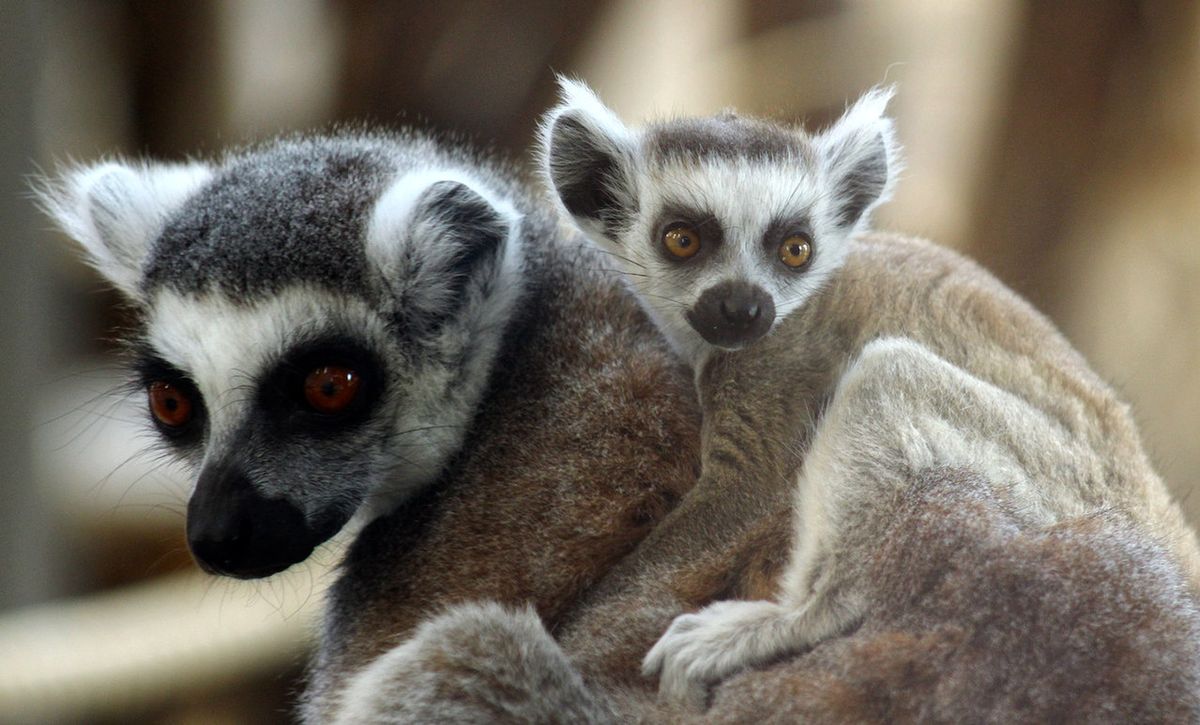 Warszawskie Zoo ma nowych mieszkańców